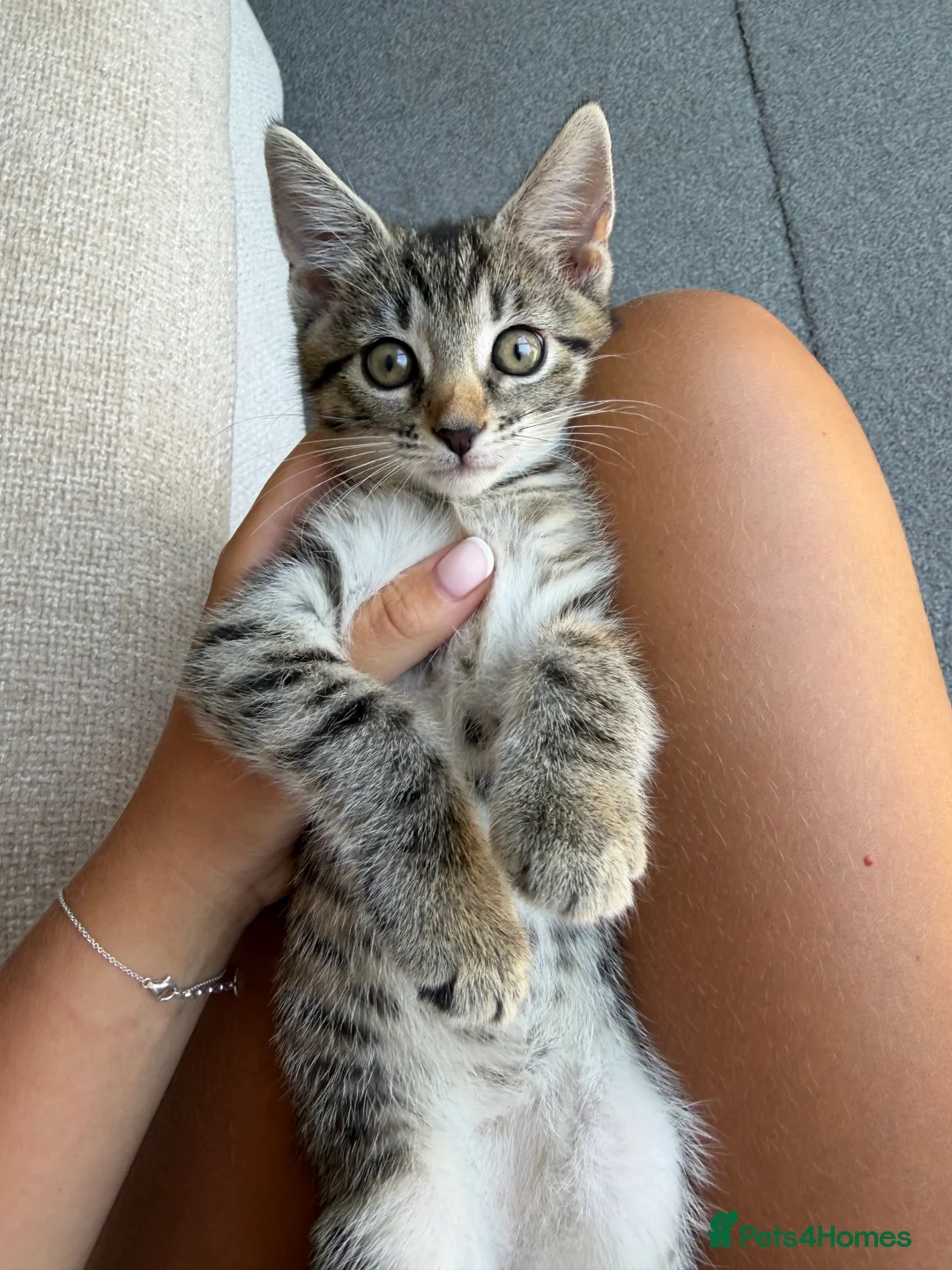 Domestic Shorthair cats for sale: Beautiful kitten - Advert 2