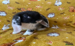 French Lop rabbits for sale: Brc rung Giant French lop rabbits for sale  - Image 6