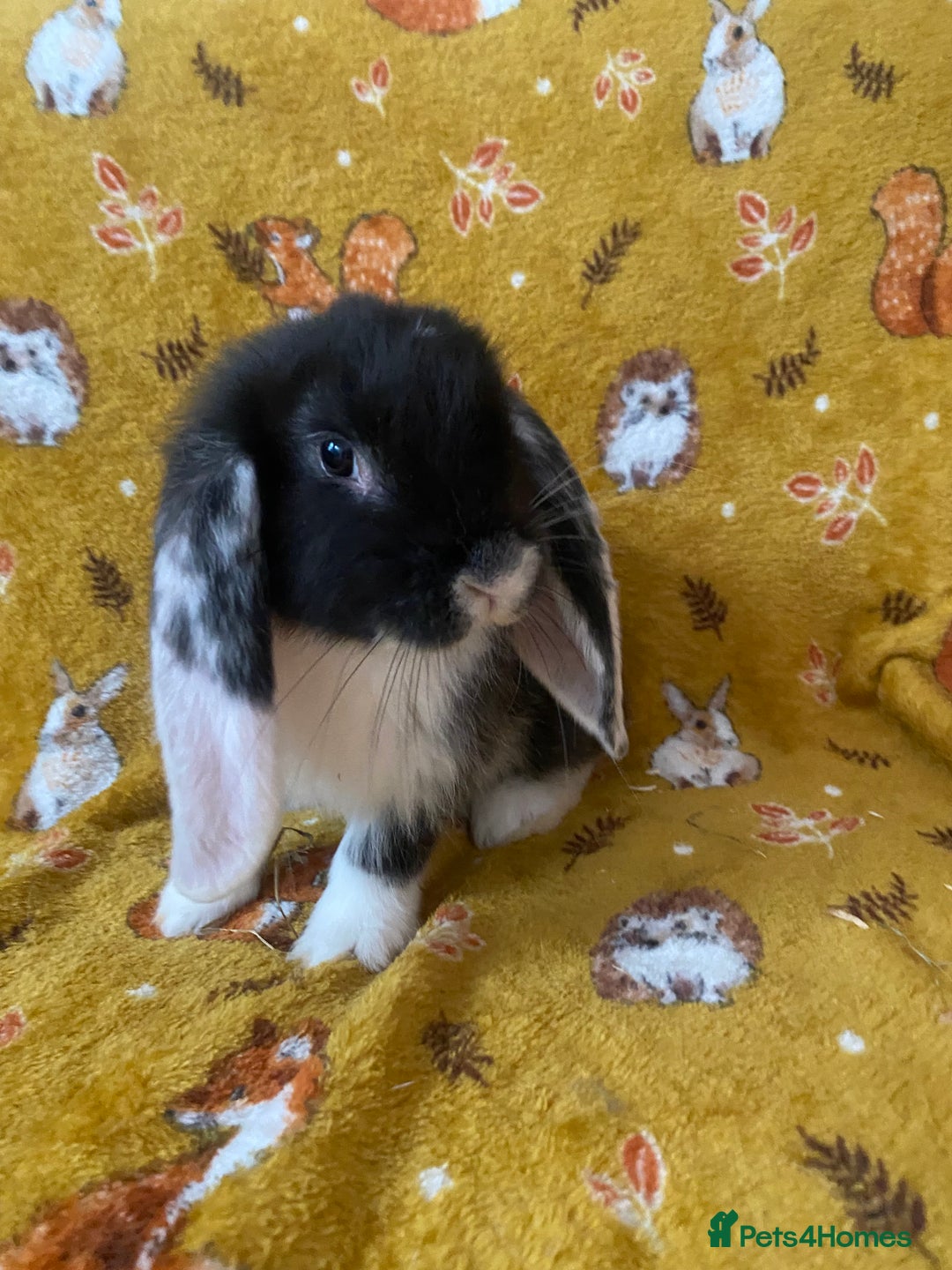 French Lop rabbits for sale: Brc rung Giant French lop rabbits for sale  - Image 6