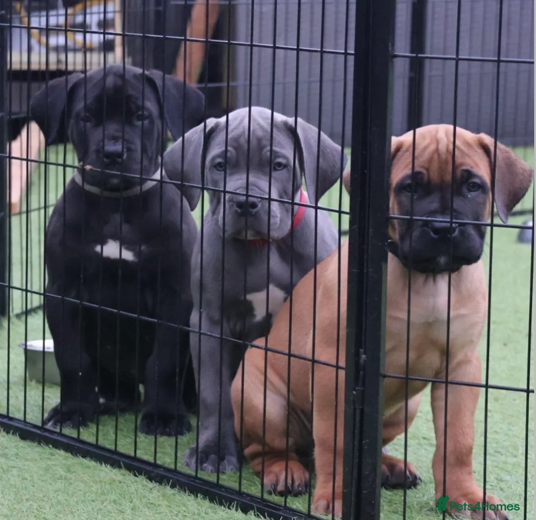 Boerboel dogs for stud: Imperial Health Tested & Champion Stud in Eastleigh - Advert 30