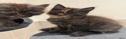 Maine Coon cats for sale: Absolutely gorgeous Maine Coon cross Kittens - Advert 6