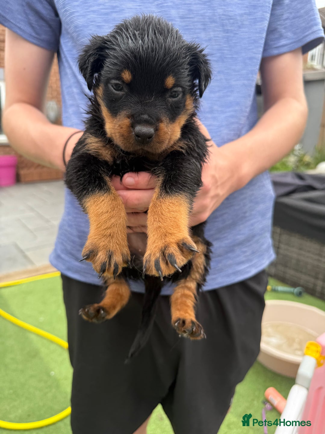 Rottweiler dogs for sale: Rottweiler puppies  - Image 3