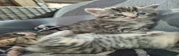 British Shorthair cats for sale: Fluffy Tigers (Last Two) - Advert 32