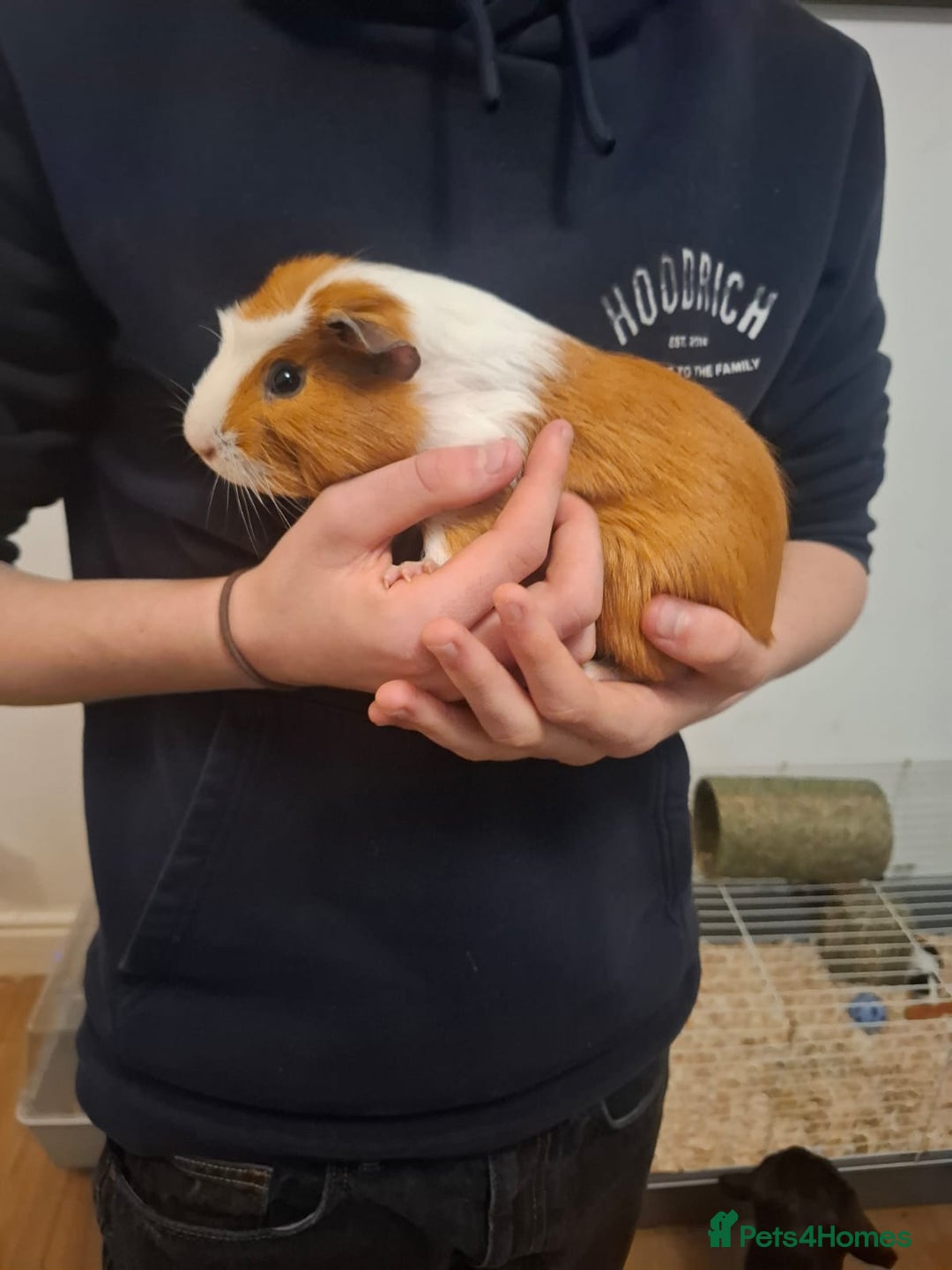 Guinea Pig rodents for sale: 2 1 year old male guinea pigs and cage - Image 1