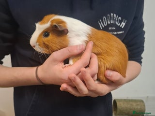 Guinea Pig rodents for sale - Advert 2