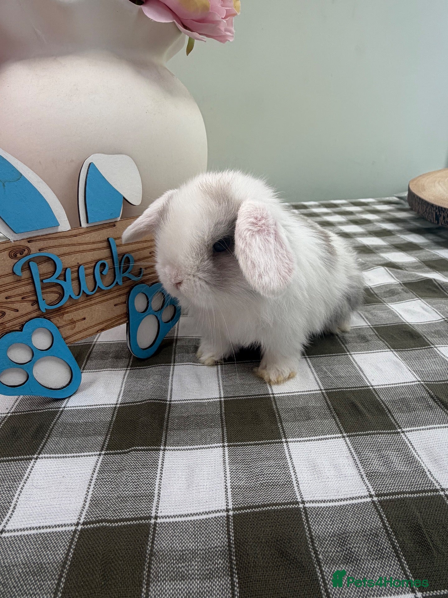 Mini Lop rabbits Gorgeous Mini Lops ready 25th October - Advert 1