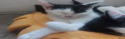 Mixed Breed cats for sale: 6 happy playful kittens - Advert 5