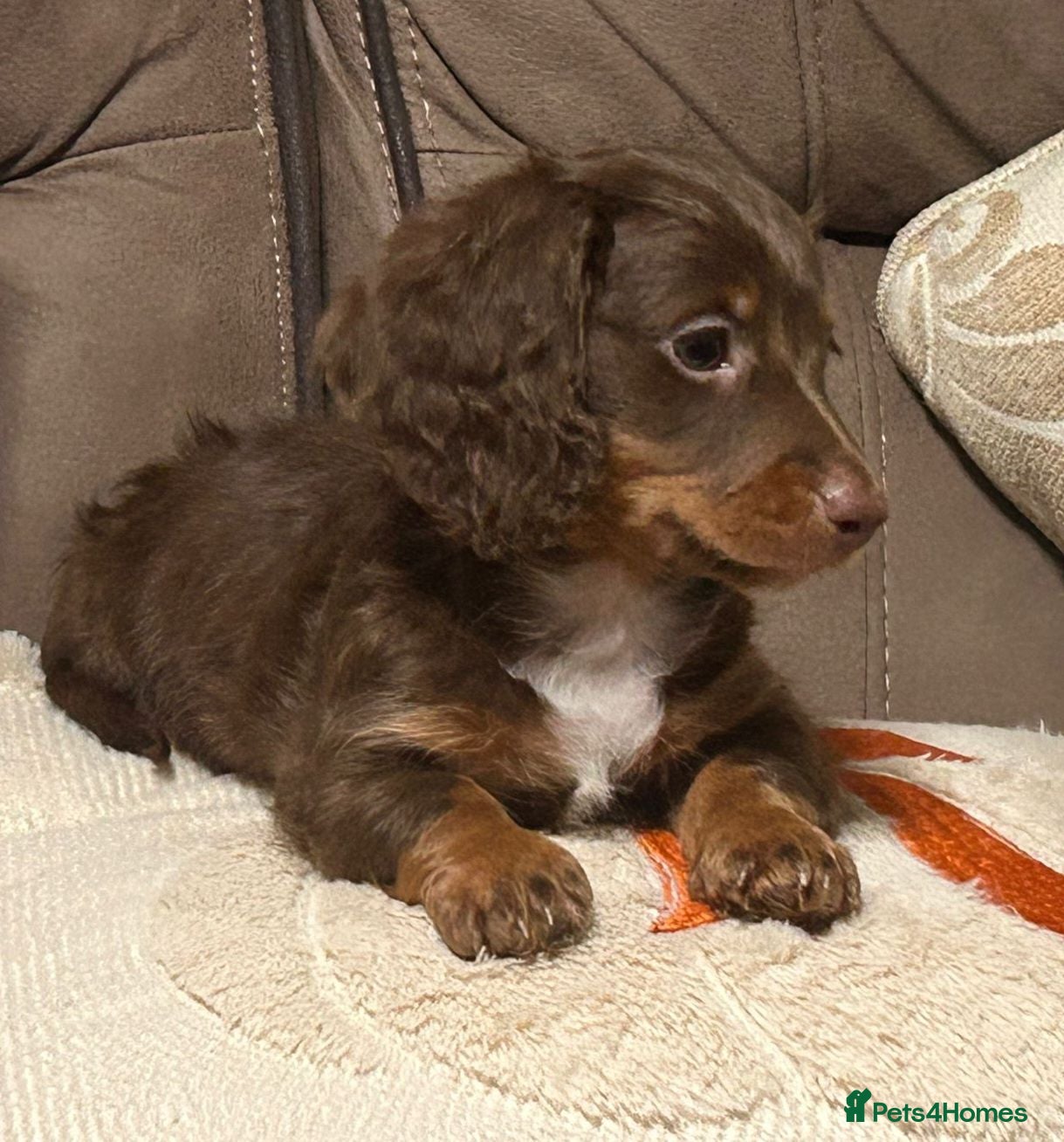 Dachshund dogs Longcoat chocolate and tan Miniature dashound boy - Advert 2