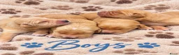 Golden Retriever dogs for sale: KC Dark Golden Retrievers 🧬Health Tested Parents - Advert 3