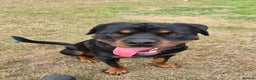 Rottweiler dogs for sale: Male Rottweiler 18 months old - Advert 1