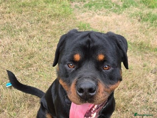 Rottweiler dogs - Advert 3