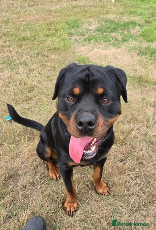 Rottweiler dogs - Advert 1