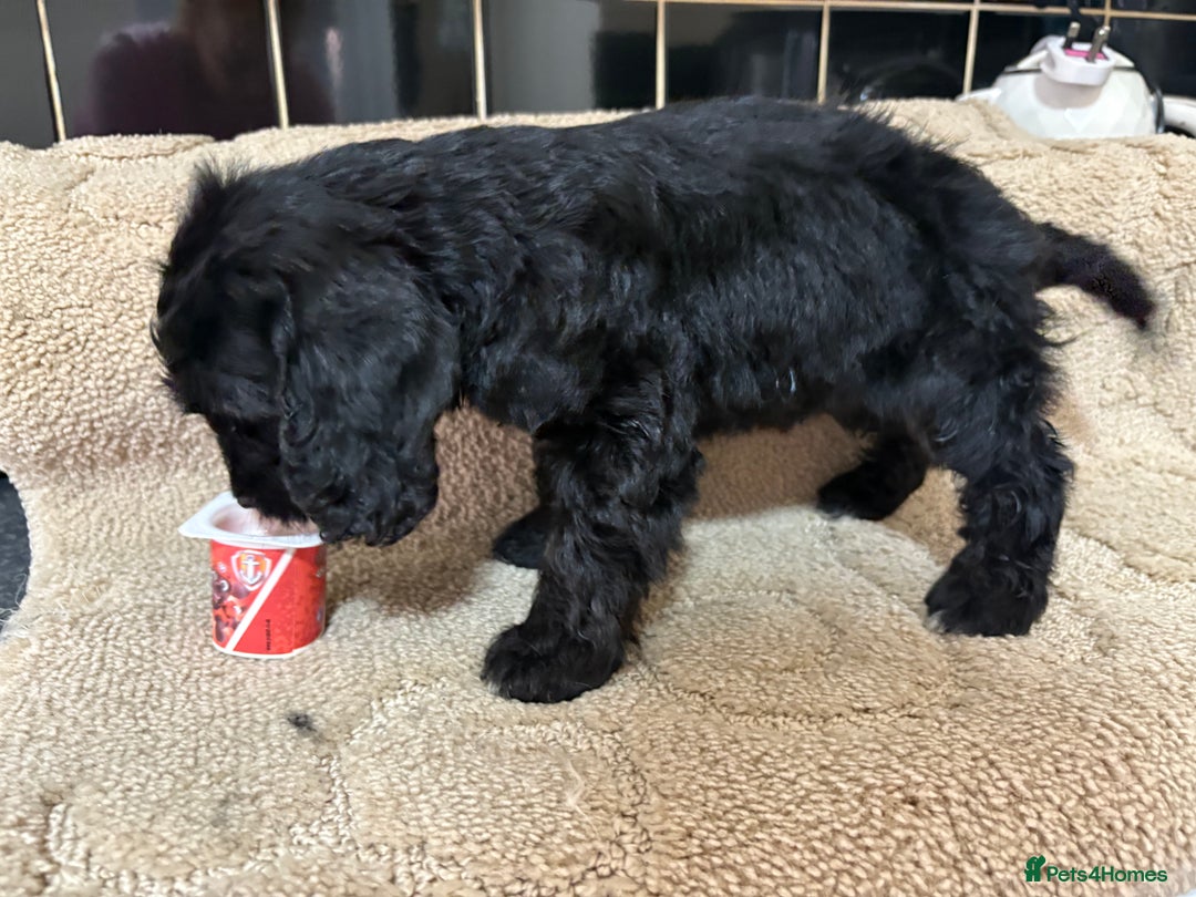Cockapoo dogs for sale: 🍭stunning F1 cockerpoos🍭 in Spennymoor - Image 16