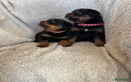 Rottweiler dogs for sale: Beautiful breed Rottweiler puppies  - Image 10