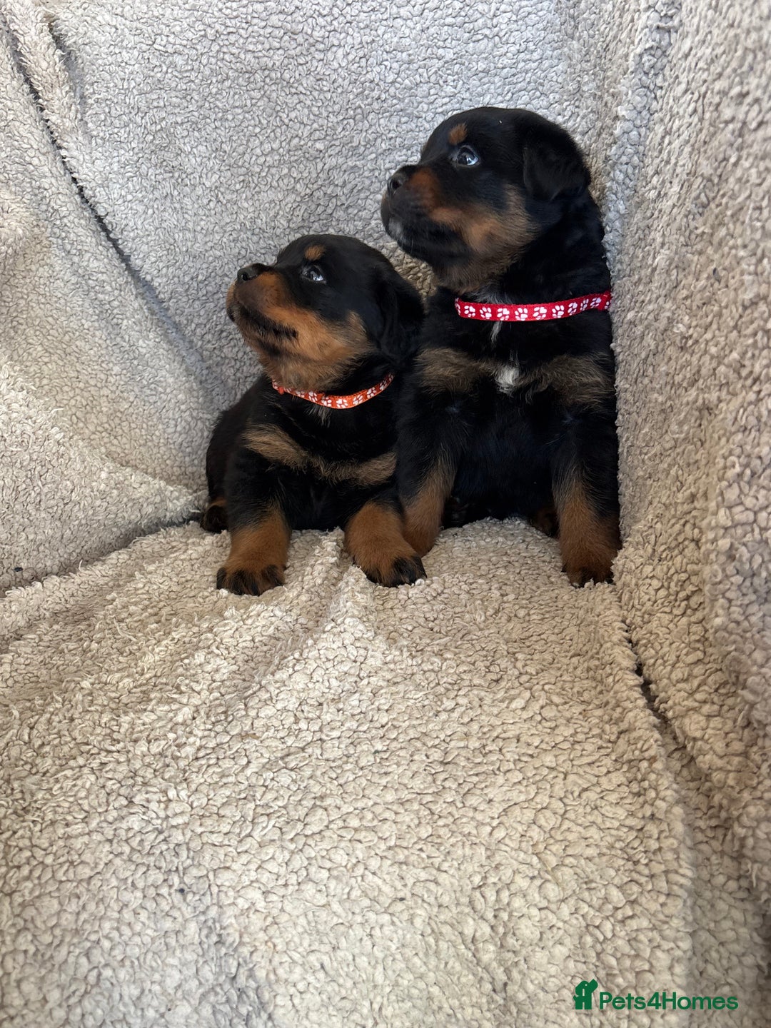 Rottweiler dogs for sale: Beautiful breed Rottweiler puppies  - Image 10