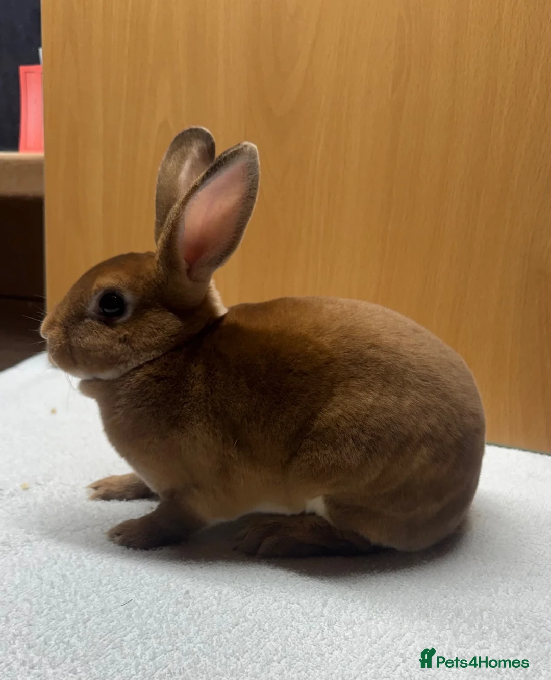 Rex rabbits for sale: Mini Rex and netherland dwarf  - Advert 2