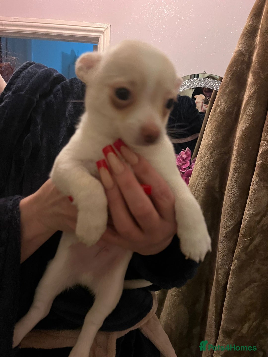 Chihuahua dogs for sale: Two male chihuahuas  - Advert 28