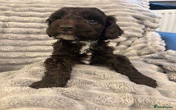 Cockapoo dogs for sale: 2 male cockapoo puppies  - Image 12