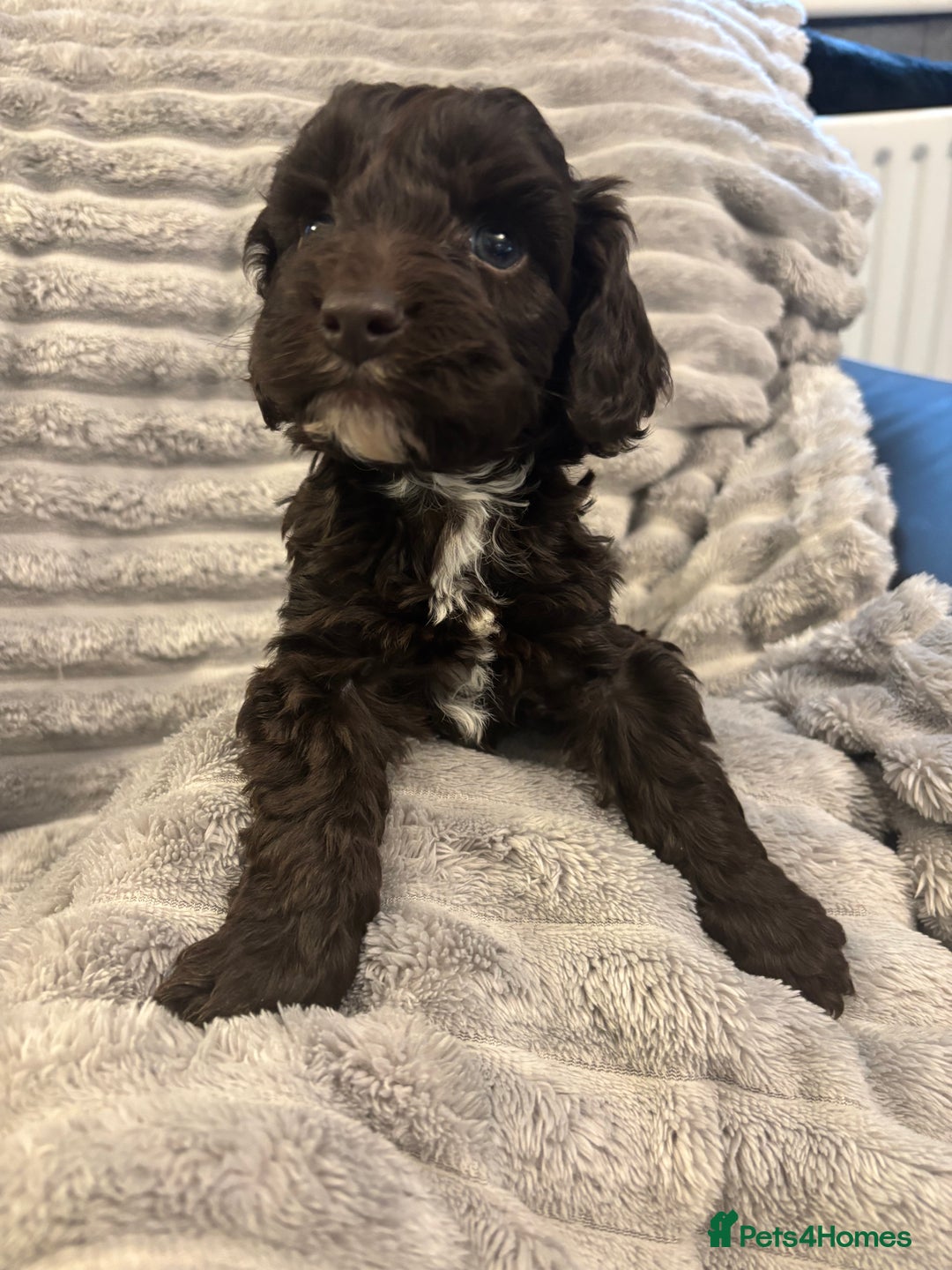 Cockapoo dogs for sale: 2 male cockapoo puppies  - Image 12