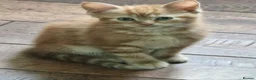 Domestic Shorthair cats for sale: Playful ginger boy,  - Advert 12