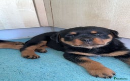 Rottweiler dogs for sale: Female Rottweiler pup for sale  - Image 7