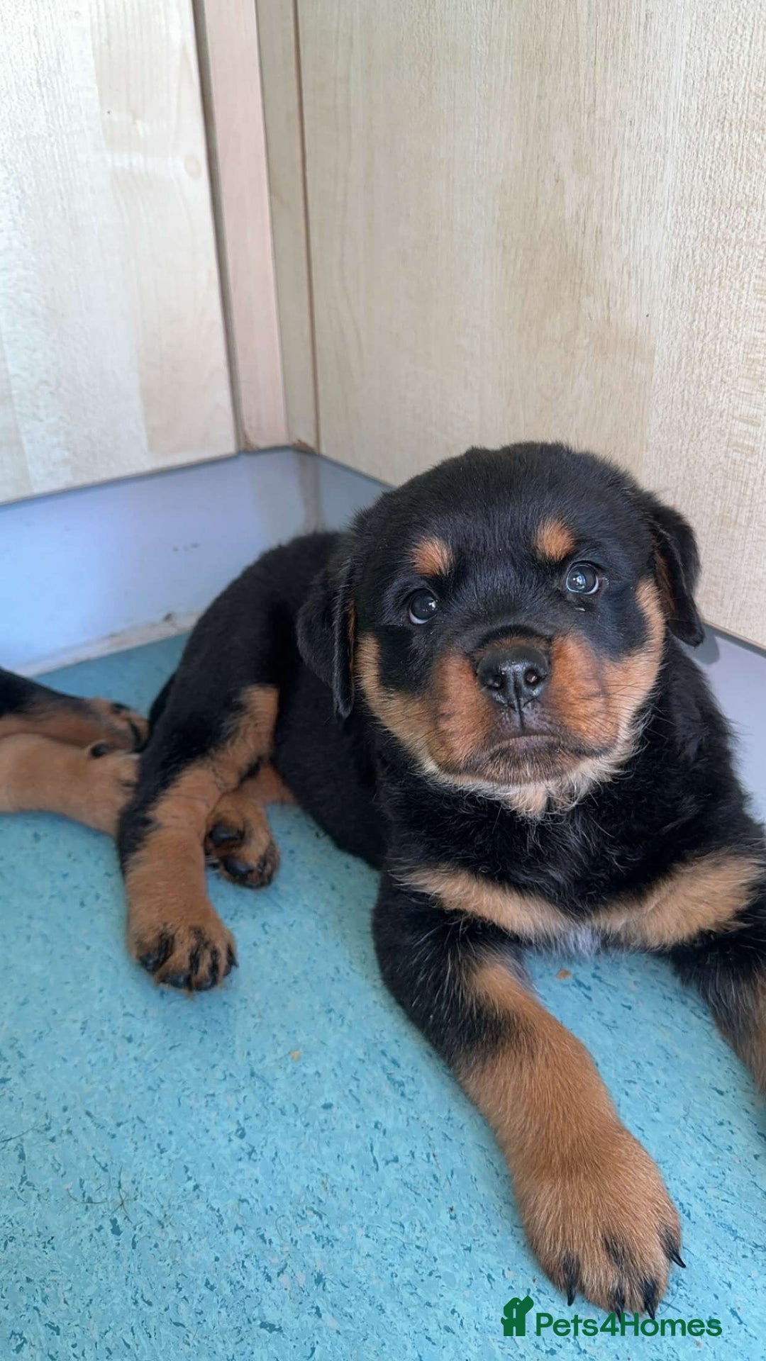 Rottweiler dogs for sale: Female Rottweiler pup for sale  - Image 7