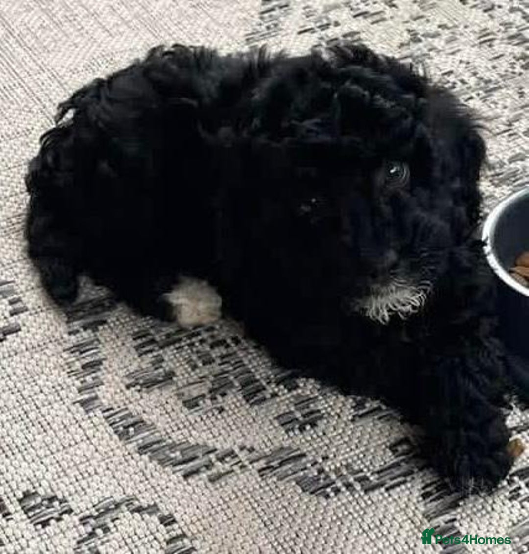 Cavapoo dogs for sale: Cavapoo puppies  - Advert 6