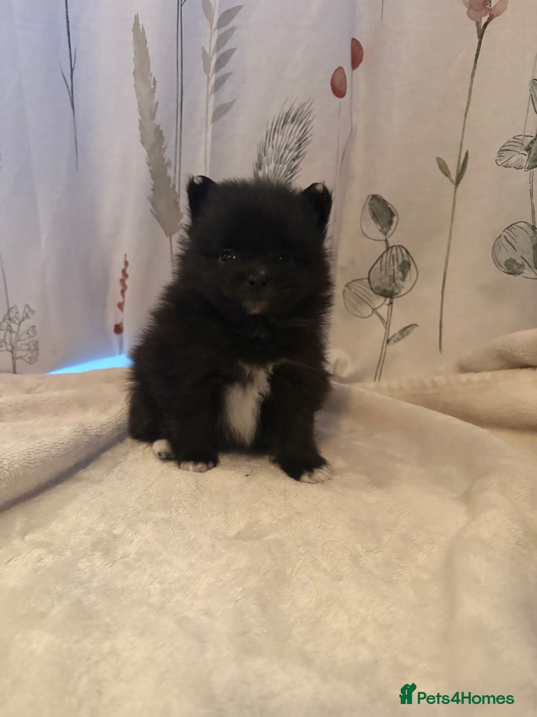 Pomeranian dogs for sale: Beautifu Litter- Russian/Chi Tien Pomeranian Pups - Advert 30