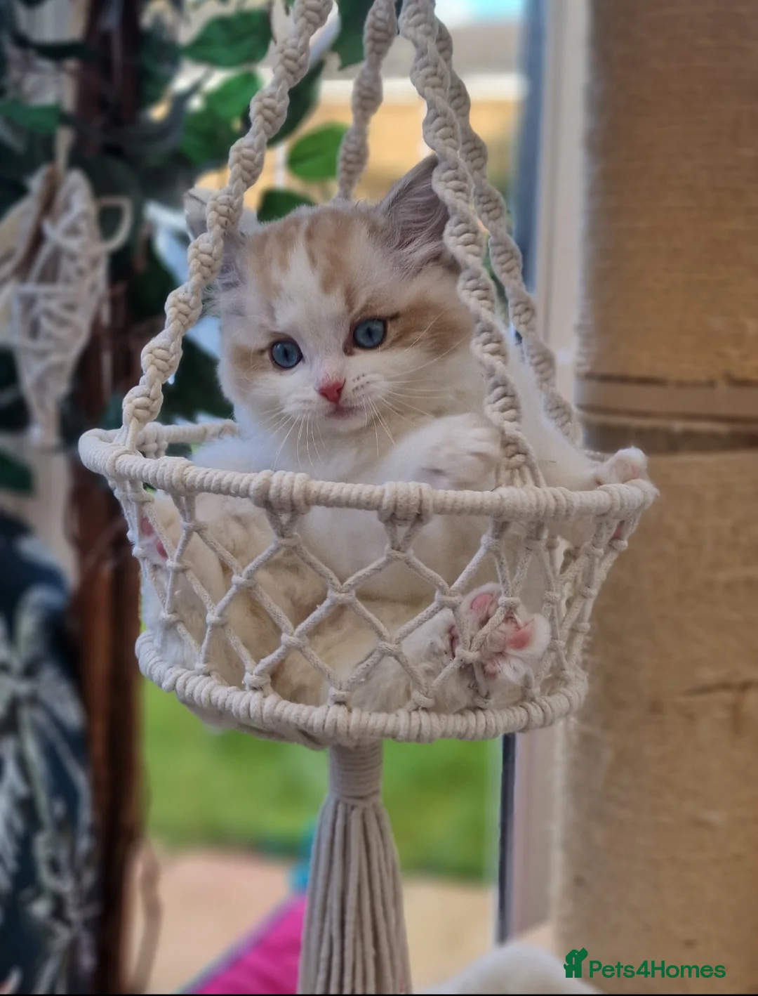 Ragdoll cats for sale: 🎀✨️Exclusive top quality kittens🎀 from🏆lines✨️ - Advert 37