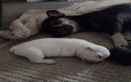 French Bulldog dogs for sale: Fully vaccinated females, males vet checked  - Image 4