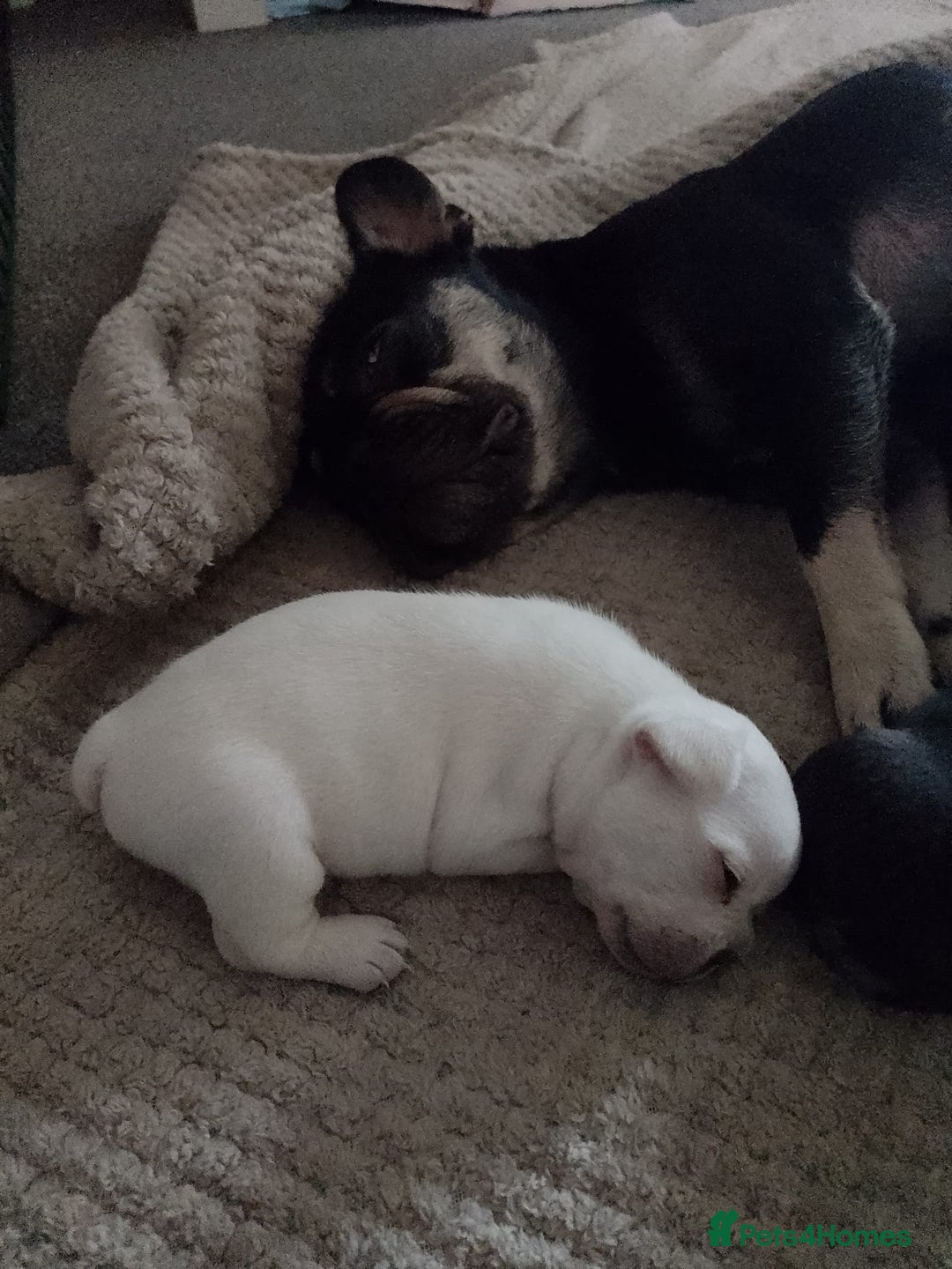 French Bulldog dogs for sale: Fully vaccinated females, males vet checked  - Image 4