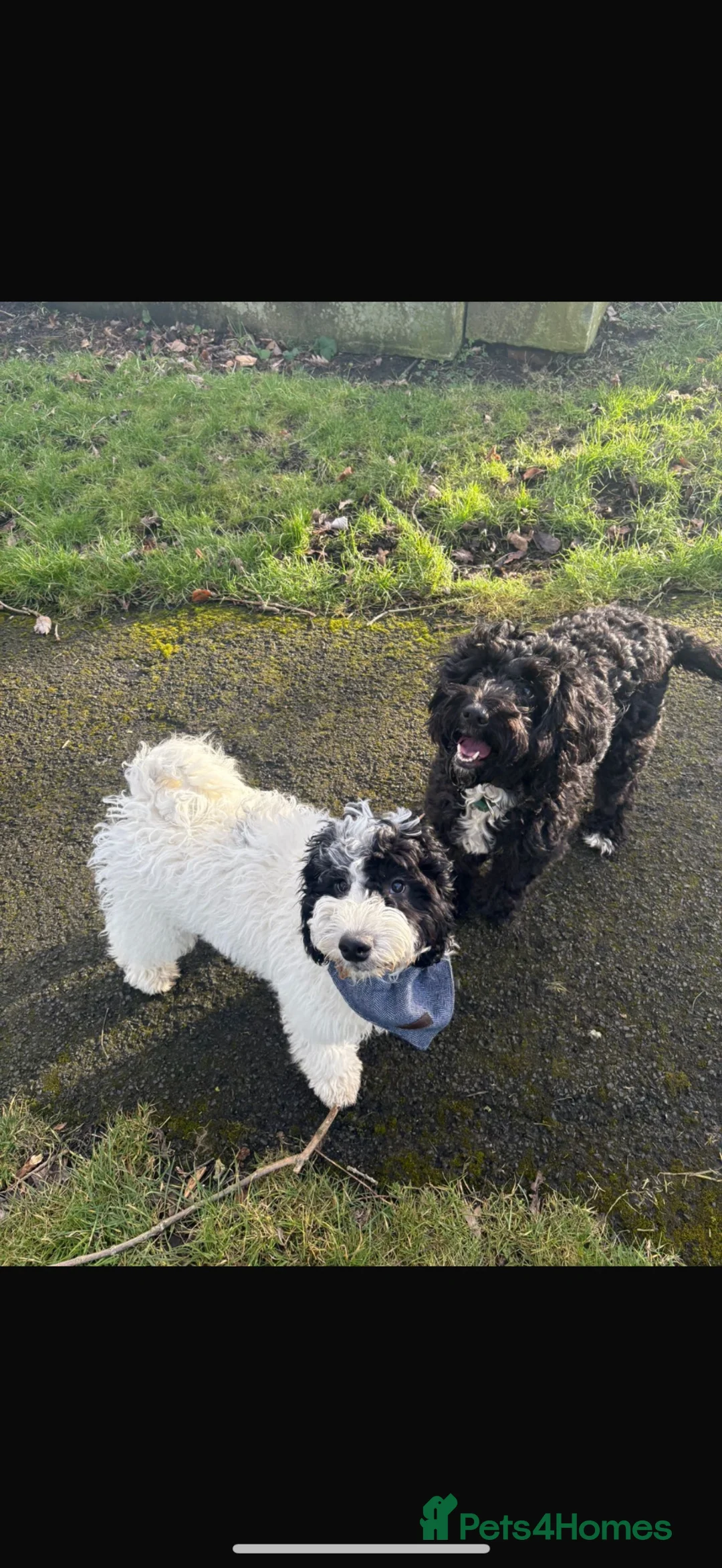 Cockapoo dogs for stud: Stud  - Advert 4