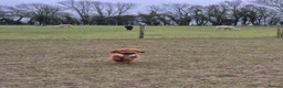 Cockapoo dogs for sale: 1 year old Cockapoo - red  - Advert 4