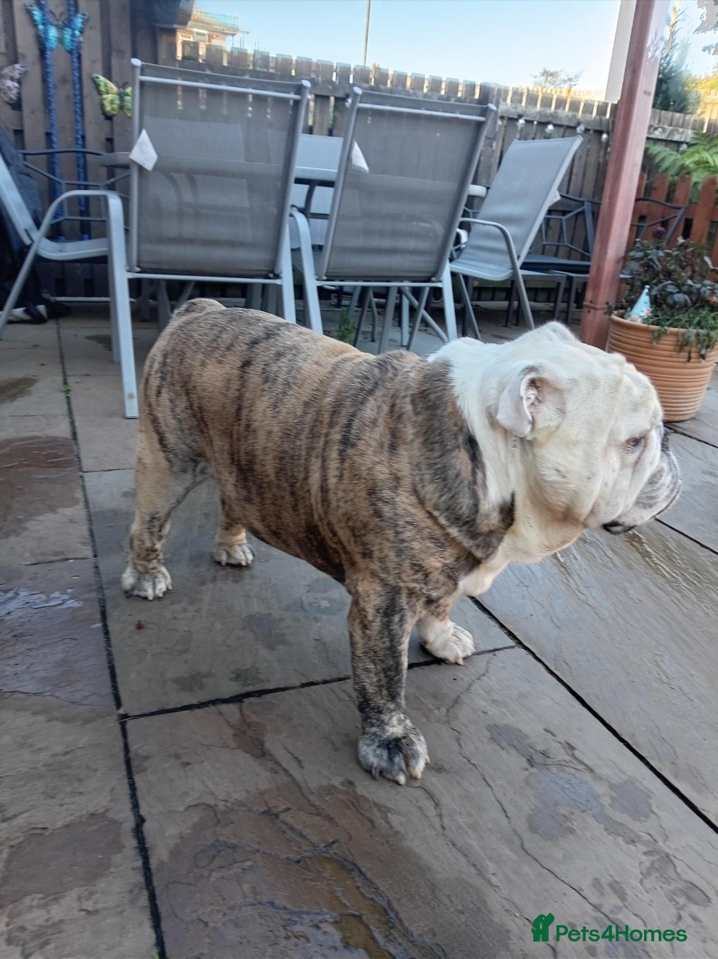 English Bulldog dogs For Stud: Alfie (standard) PROVEN - NOT MERLE  - Advert 11