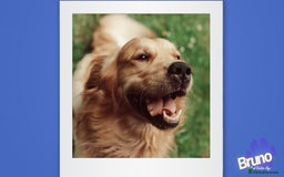 Golden Retriever dogs for stud: KCReg Well Proven Golden Stud, Health & DNA Tested in Wilmslow - Image 2