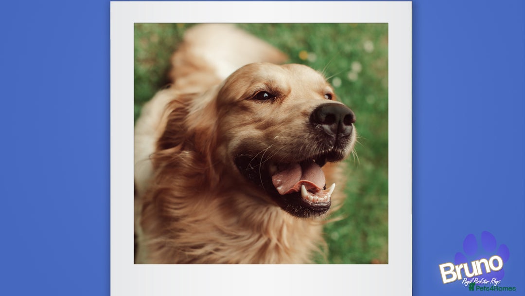 Golden Retriever dogs for stud: KCReg Well Proven Golden Stud, Health & DNA Tested in Wilmslow - Image 2