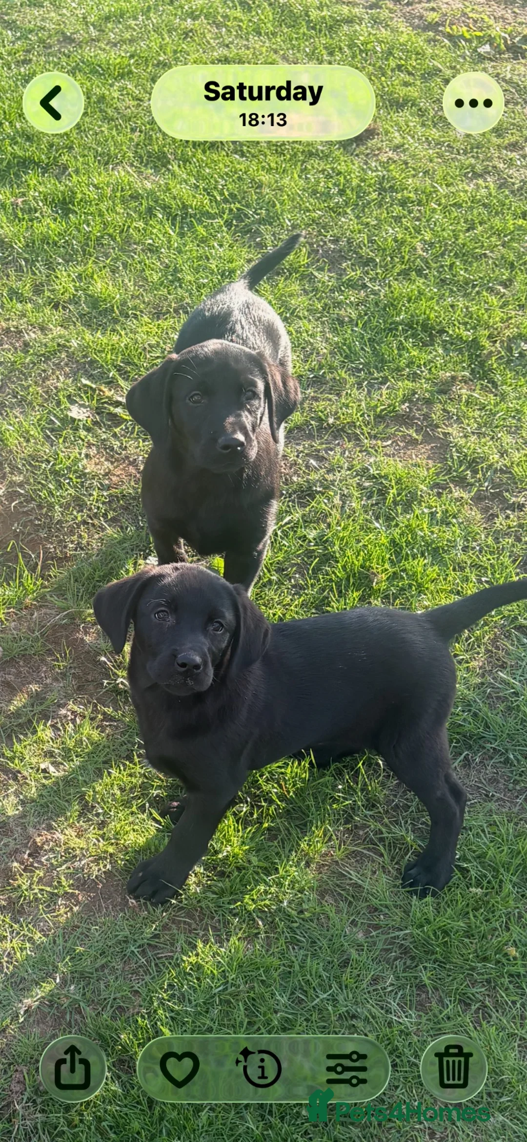 Labrador Retriever dogs for sale: 6 beautiful KC reg  Labrador retriever puppies  - Advert 1