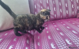 Munchkin cats for sale: Munchkin x Scottish Fold - Image 4