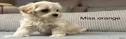 Maltipoo dogs for sale: A BEAUTIFUL ARRAY OF COLOURS AND LOVELINESS  - Advert 22