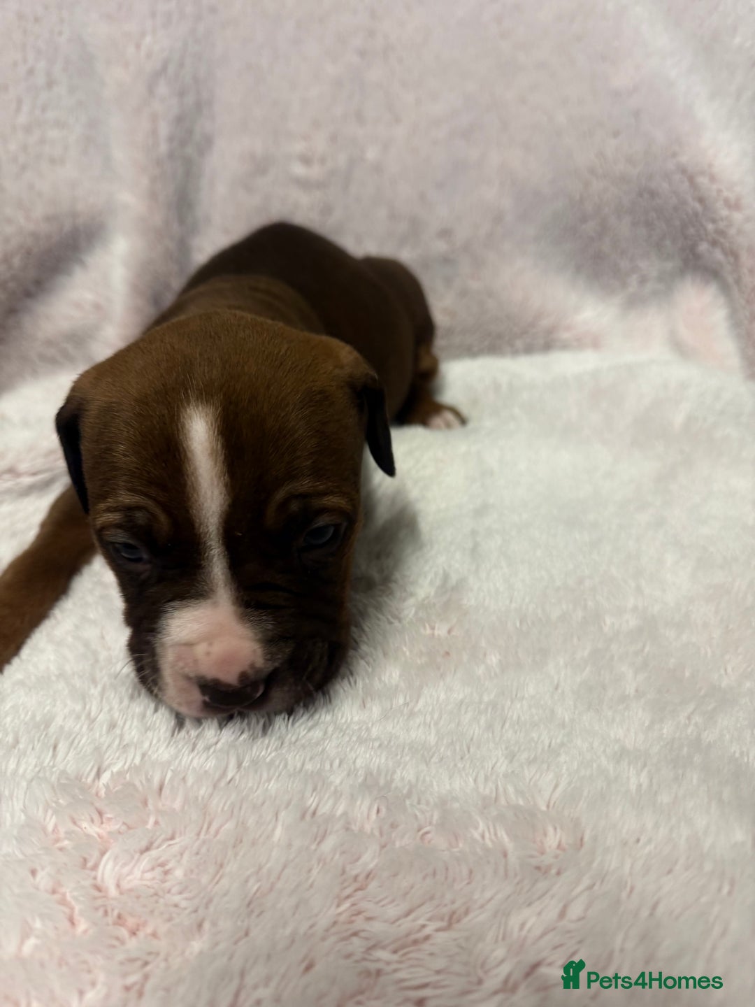 Mixed Breed dogs for sale: Cane Corso mixed  - Advert 6