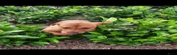 Labrador Retriever dogs for sale: WORKING KC REG FOX RED LABRADOR PUPPIES FOR SALE  - Advert 17