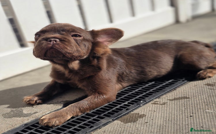 French Bulldog dogs - Advert 2