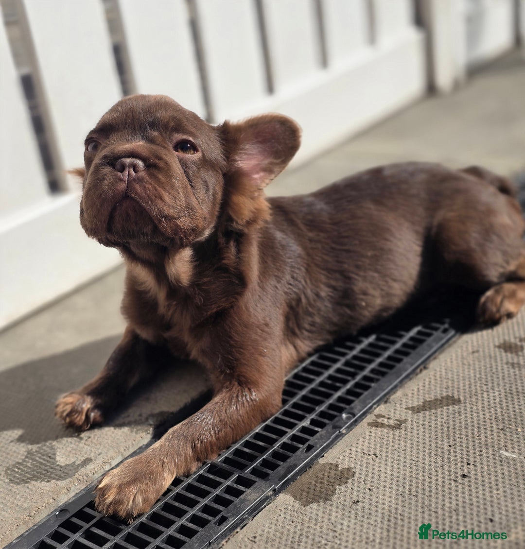 French Bulldog dogs for sale: Fluffy French Bulldog Puppies  - Image 1