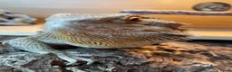 Bearded Dragon reptiles for sale: Bearded Dragon and vivarium  - Advert 3