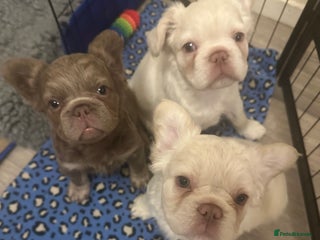 French Bulldog dogs for sale - Advert 1