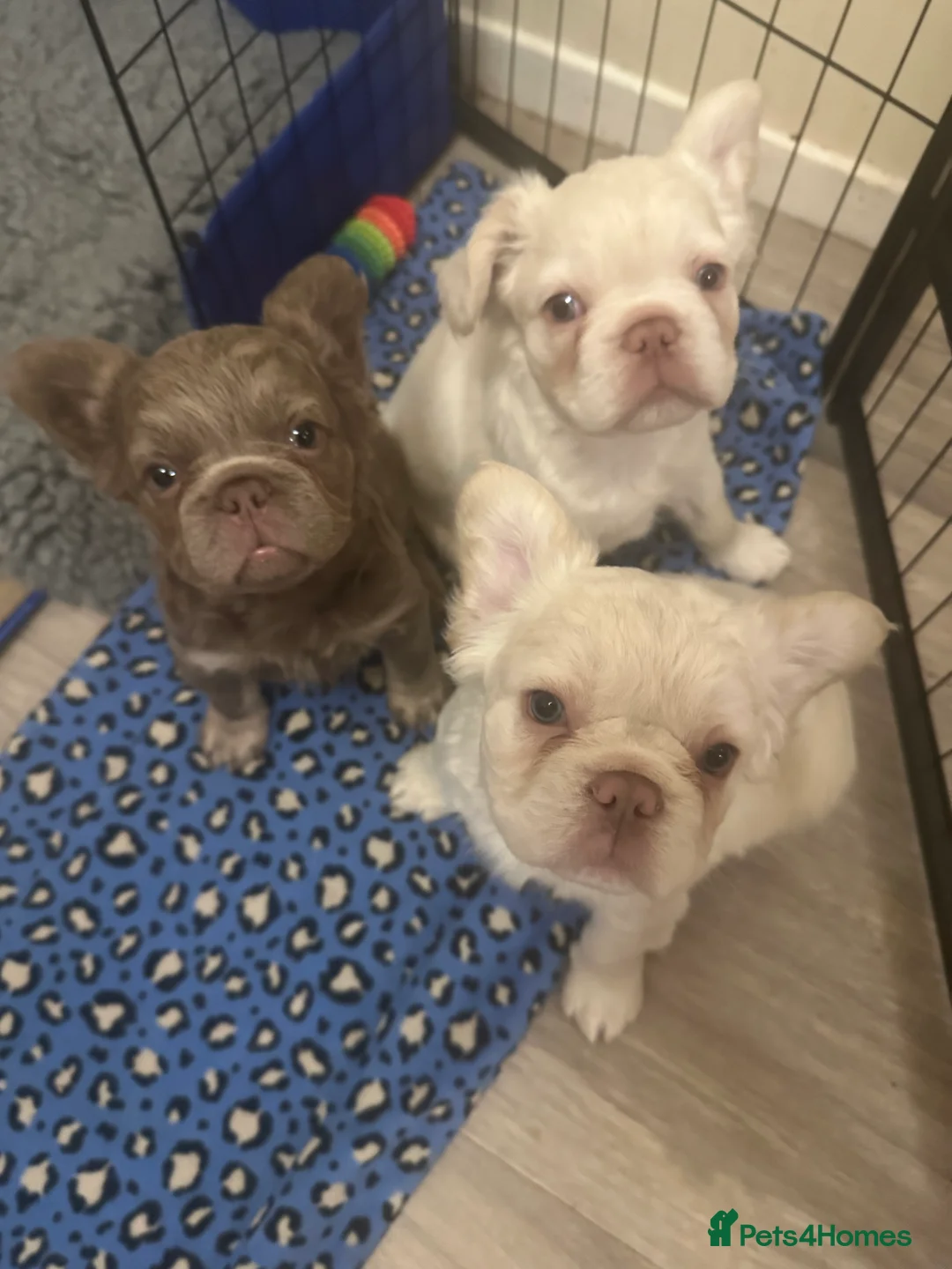 French Bulldog dogs for sale: Rare Fluffy French Bulldog Puppies READY NOW - Advert 1