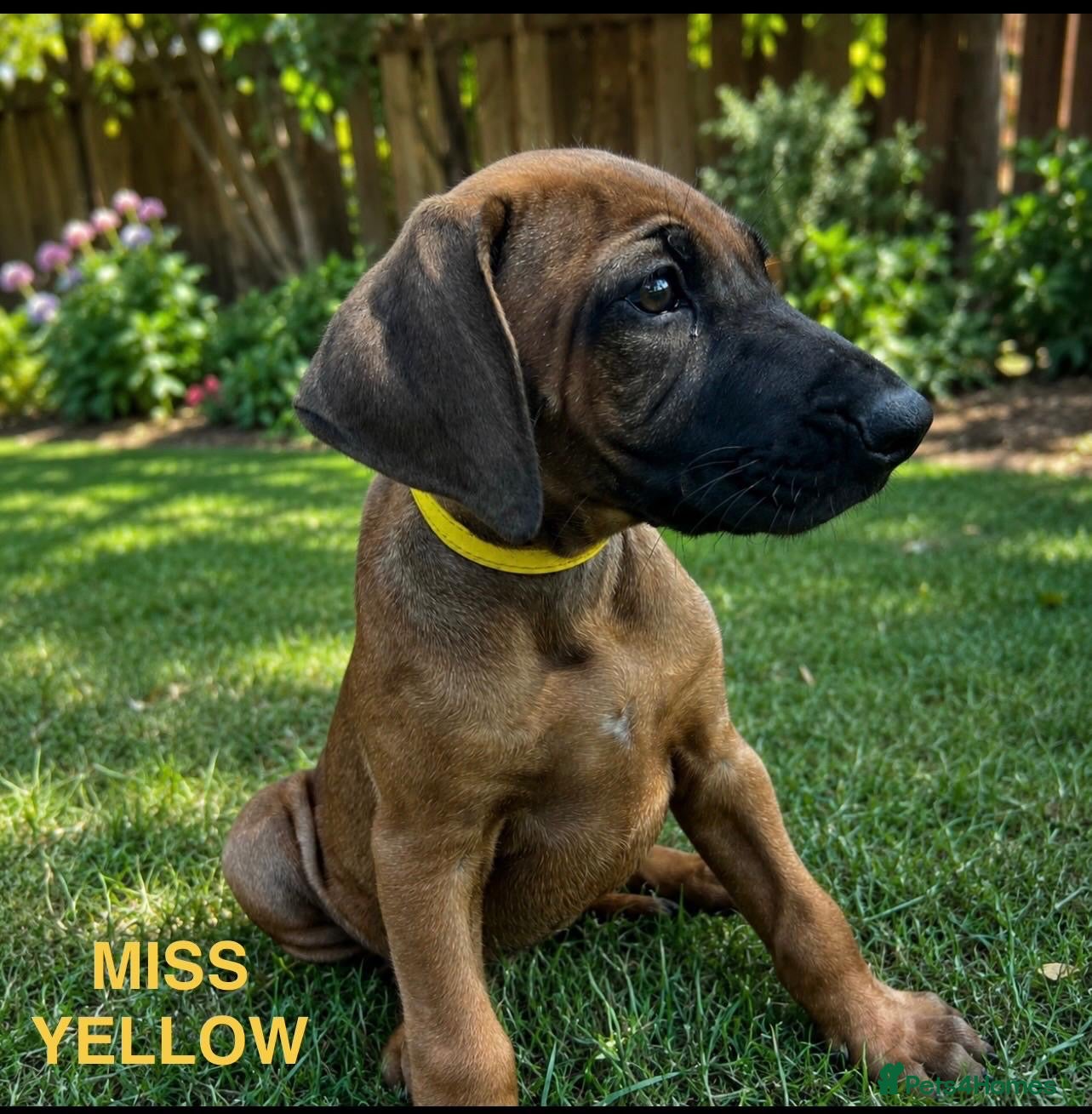 Rhodesian Ridgeback dogs 5 Star Council Registered Breeder         - Advert 2