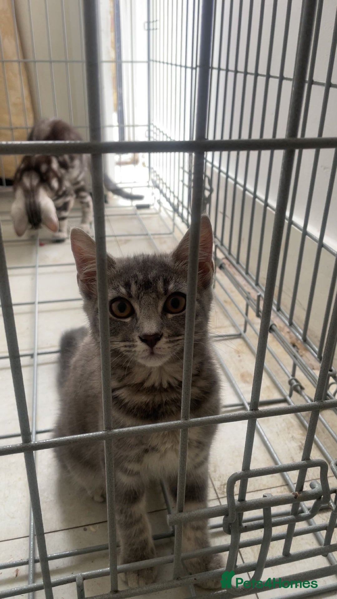 Bengal cats for sale: Bengal Tabby kittens - Image 17