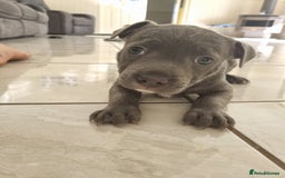 Staffordshire Bull Terrier dogs for sale: Staffordshire Bull Terrier puppies for sale  - Image 5