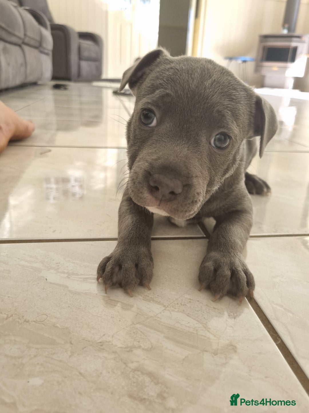 Staffordshire Bull Terrier dogs for sale: Staffordshire Bull Terrier puppies for sale  - Image 5